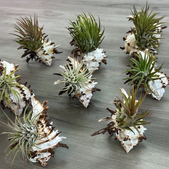 🔆AIR PLANT SEA SHELL🔆 REAL PLANTS REAL SEASHELLS - Picture 2 of 13
